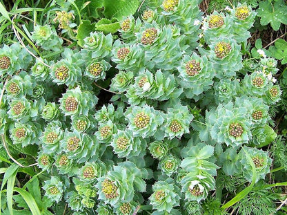 25 Roseroot Stonecrop (Rhodiola Rosea) Seeds