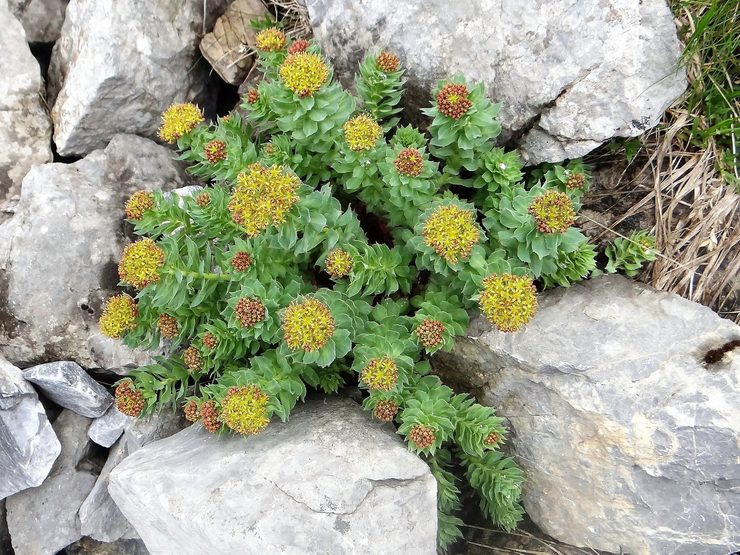 25 Roseroot Stonecrop (Rhodiola Rosea) Seeds