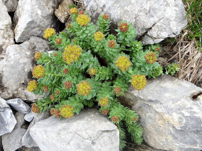 25 Roseroot Stonecrop (Rhodiola Rosea) Seeds