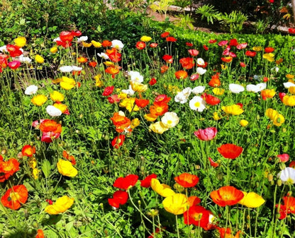 1000 California Poppy Mix (Eschscholzia Californica) Flower Seeds