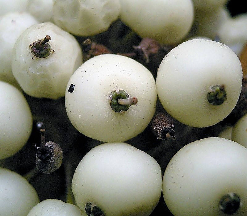 25 Fire and Ice Dogwood (Cornus Alba) Seeds
