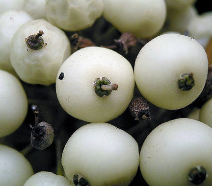 25 Fire and Ice Dogwood (Cornus Alba) Seeds