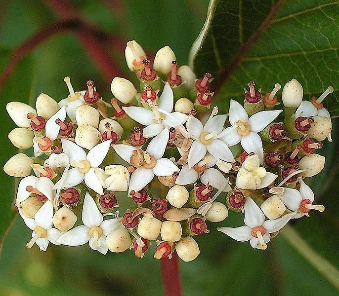 25 Fire and Ice Dogwood (Cornus Alba) Seeds