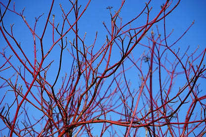 25 Fire and Ice Dogwood (Cornus Alba) Seeds