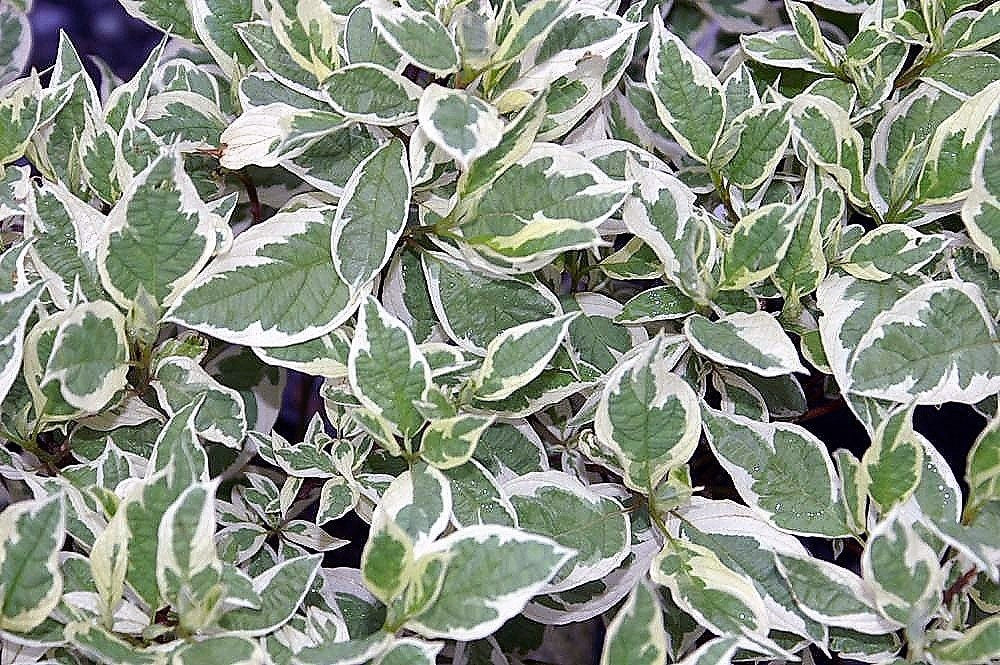 25 Fire and Ice Dogwood (Cornus Alba) Seeds