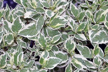 25 Fire and Ice Dogwood (Cornus Alba) Seeds
