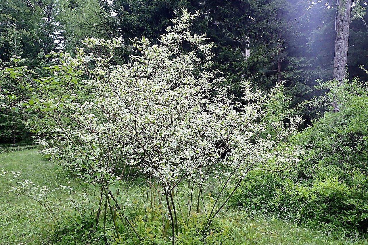 25 Fire and Ice Dogwood (Cornus Alba) Seeds