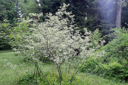 25 Fire and Ice Dogwood (Cornus Alba) Seeds