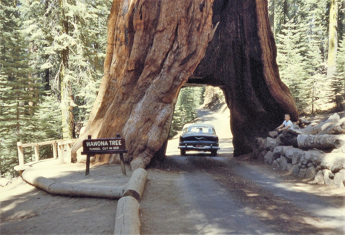 40 GIANT SEQUOIA Sequoiadendron Giganteum Sierra Redwood Tree Seeds