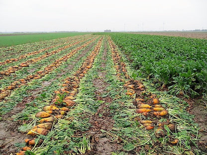 75 Giant Red BEET Mangelwurzel Mangel Mangold Wurzel Mammoth Long Beta Vulgaris Seeds