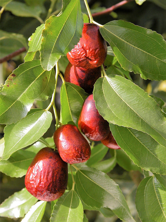 Sour Jujube (Ziziphus spinosa) Seeds – 20 ct