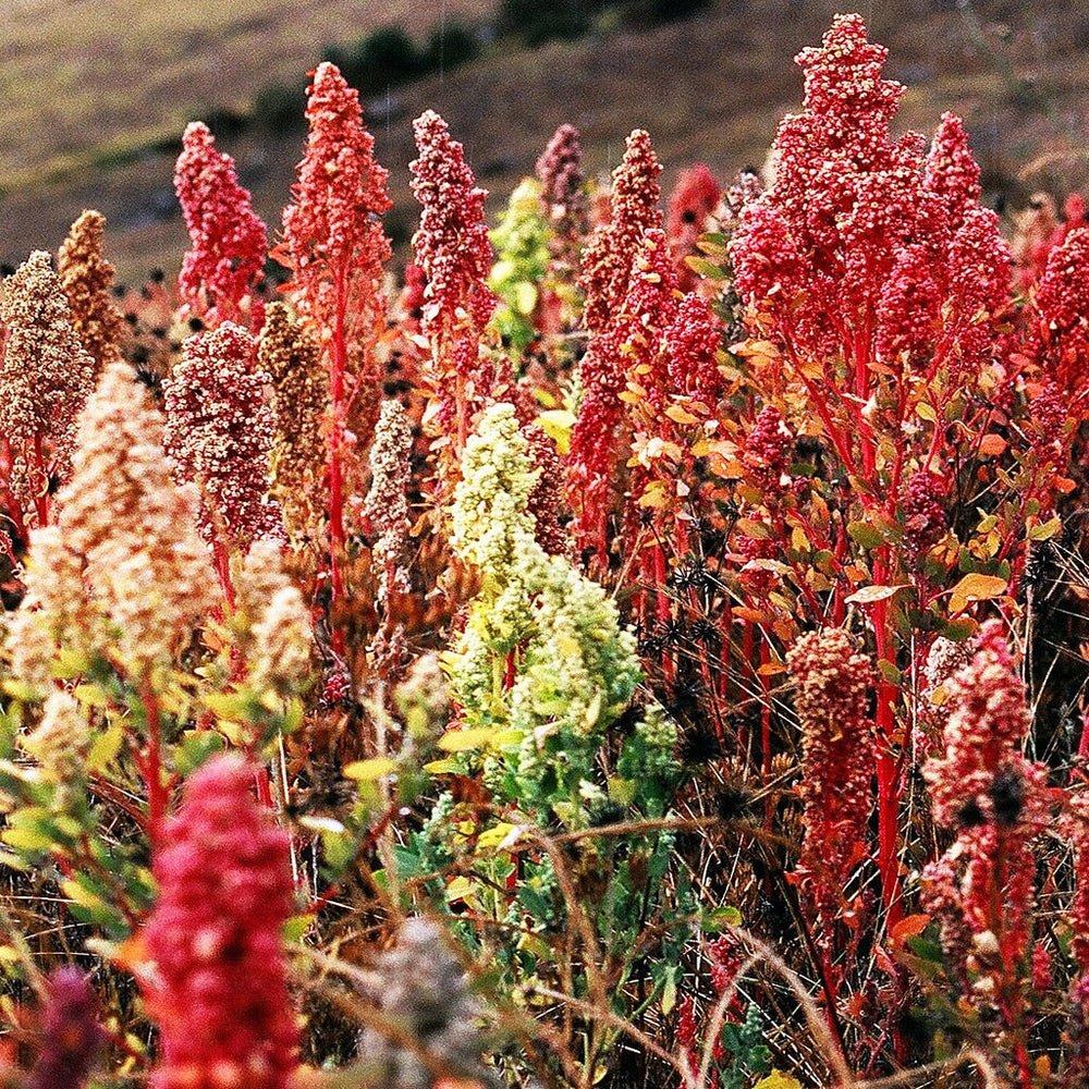 100 Organic BRILLIANT RAINBOW QUINOA Mix Mixed Colors Chenopodium Grain Greens Vegetable Seeds