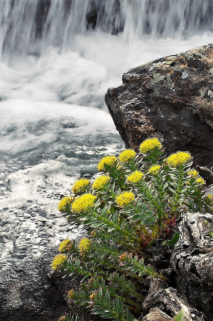 25 Roseroot Stonecrop (Rhodiola Rosea) Seeds