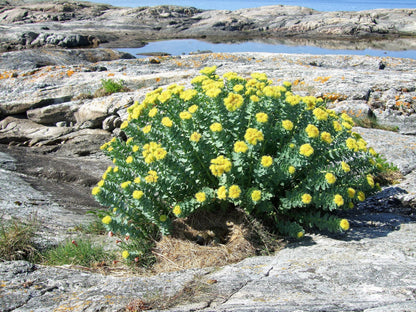25 Roseroot Stonecrop (Rhodiola Rosea) Seeds