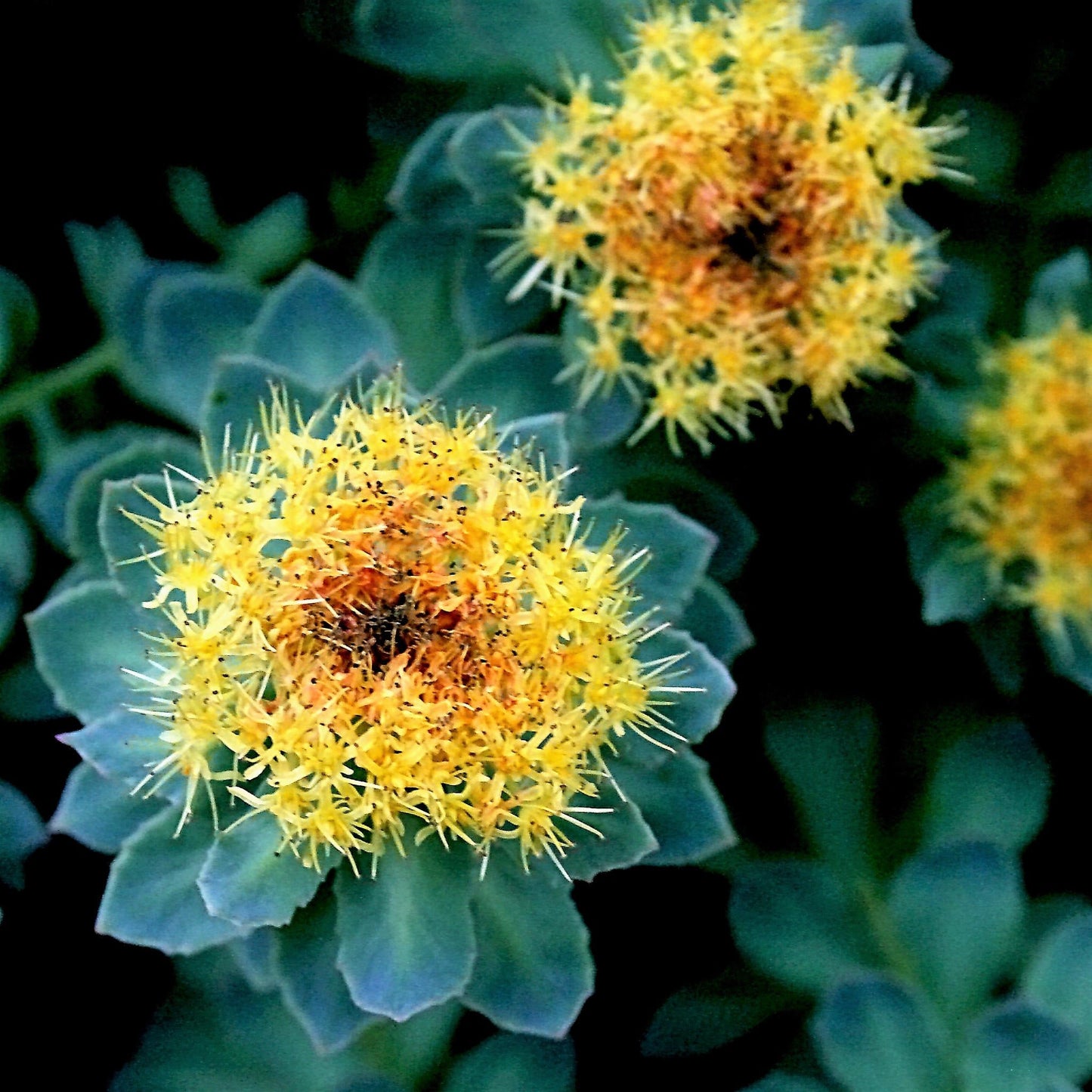 25 Roseroot Stonecrop (Rhodiola Rosea) Seeds