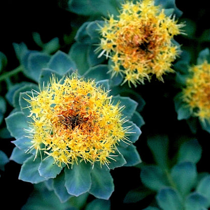 25 Roseroot Stonecrop (Rhodiola Rosea) Seeds