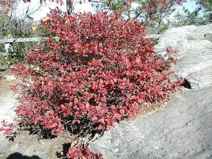 50 Northern HIGHBUSH BLUEBERRY BUSH Vaccinium Fruit Shrub Blue Berry White Flower Seeds