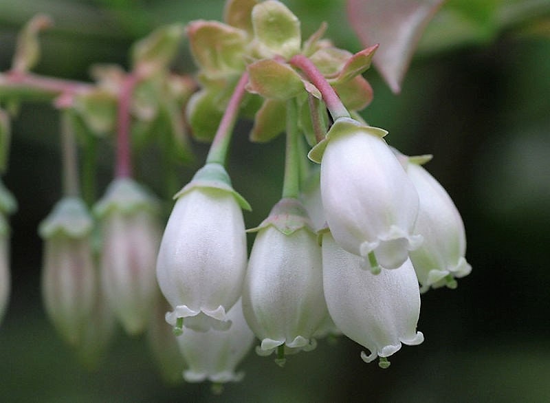 50 Northern HIGHBUSH BLUEBERRY BUSH Vaccinium Fruit Shrub Blue Berry White Flower Seeds