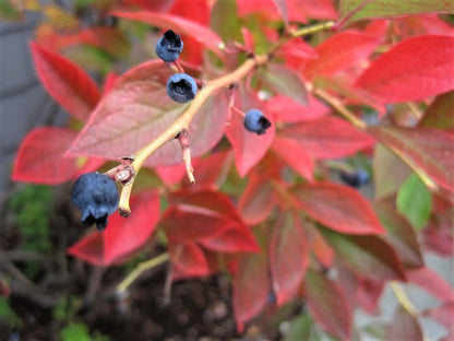 50 Northern HIGHBUSH BLUEBERRY BUSH Vaccinium Fruit Shrub Blue Berry White Flower Seeds