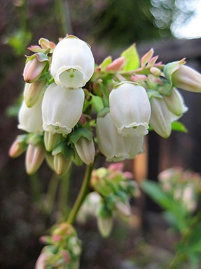 50 Northern HIGHBUSH BLUEBERRY BUSH Vaccinium Fruit Shrub Blue Berry White Flower Seeds