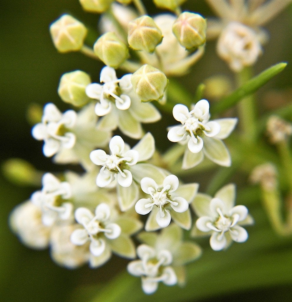 20 Whorled Milkweed (Asclepias Verticillata) Seeds
