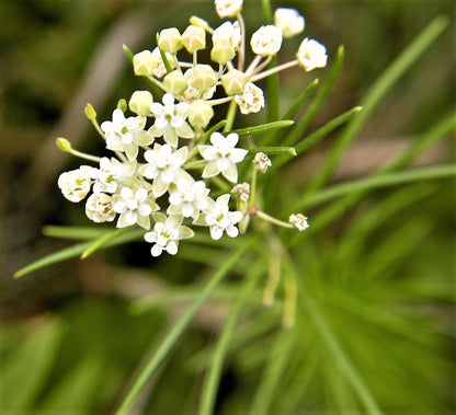 20 Whorled Milkweed (Asclepias Verticillata) Seeds
