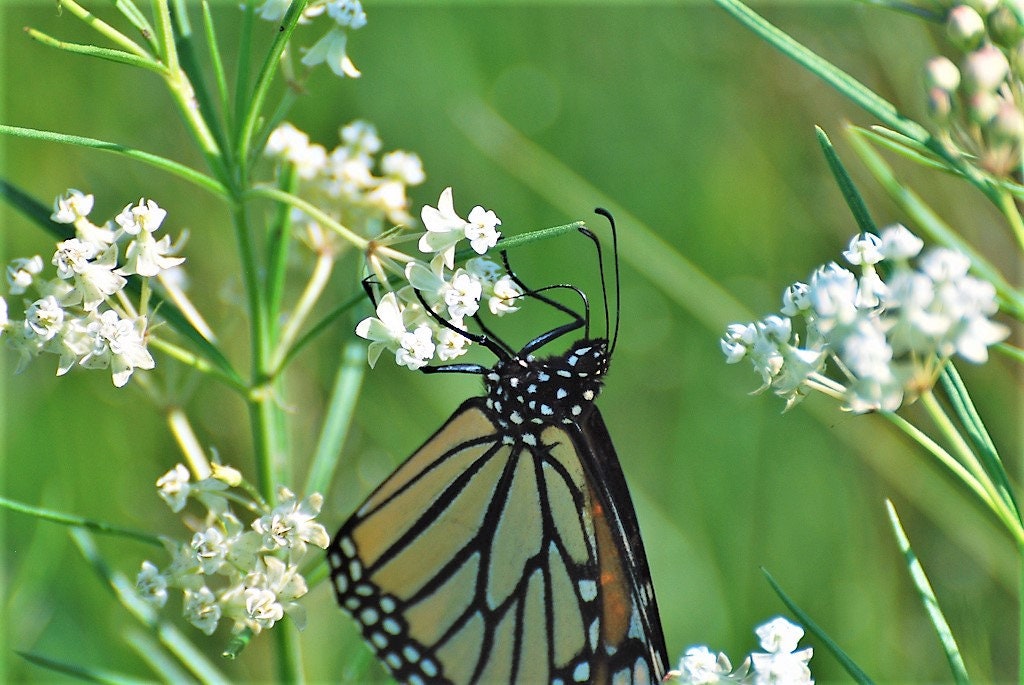 20 Whorled Milkweed (Asclepias Verticillata) Seeds