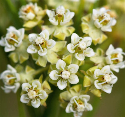 20 Whorled Milkweed (Asclepias Verticillata) Seeds