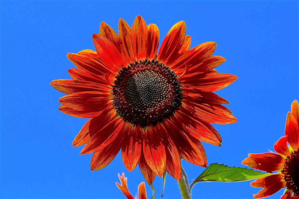 25 CHOCOLATE CHERRY SUNFLOWER Helianthus Annuus Red & Brown Flower Seeds