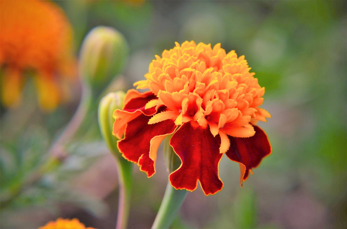 Orange Flame Dwarf French Marigold (Tagetes patula) Seeds – 250 ct