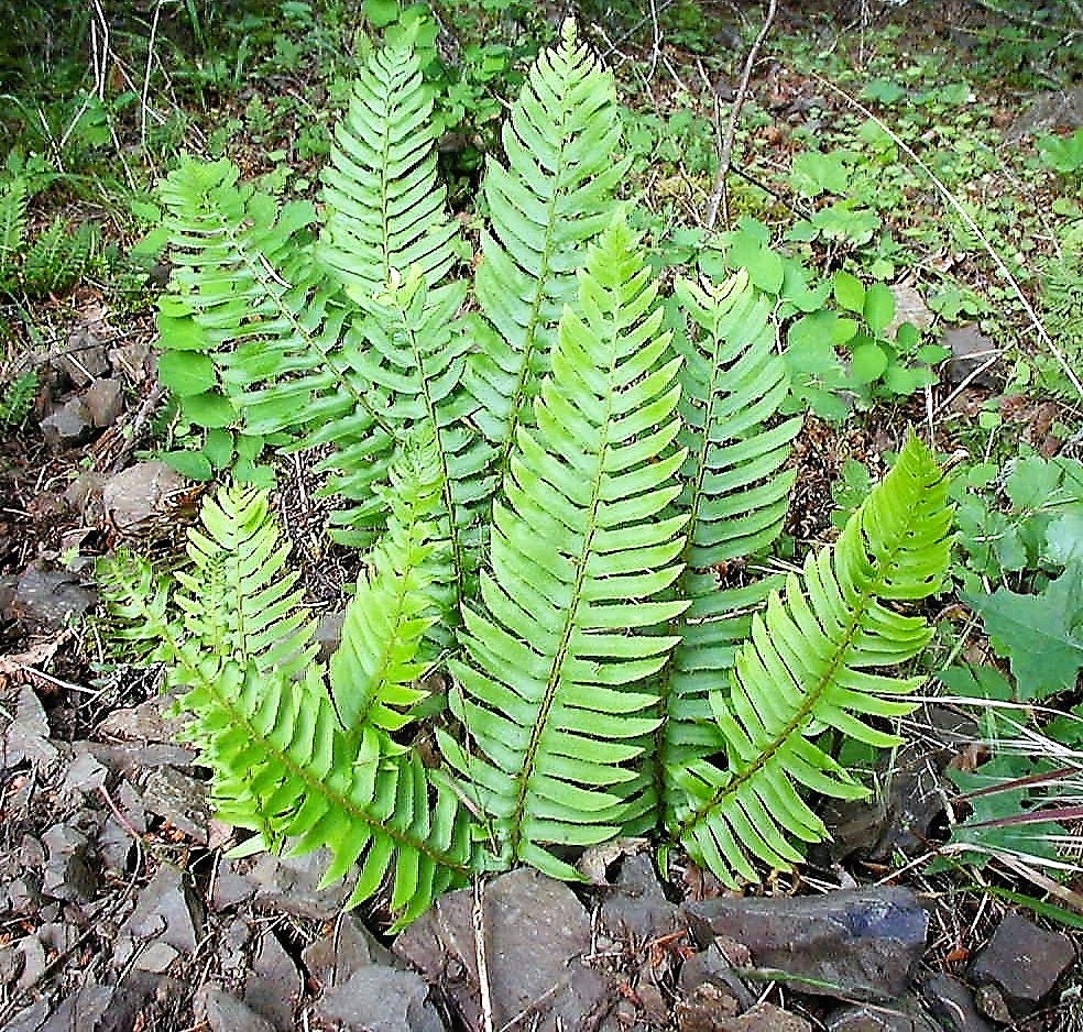 1500 Sword Fern (Polystichum Munitum Aspidium Solitarium) Seeds