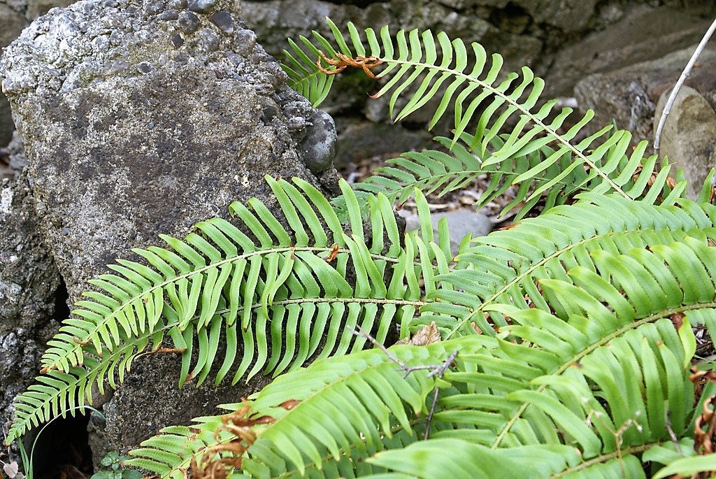 1500 Sword Fern (Polystichum Munitum Aspidium Solitarium) Seeds