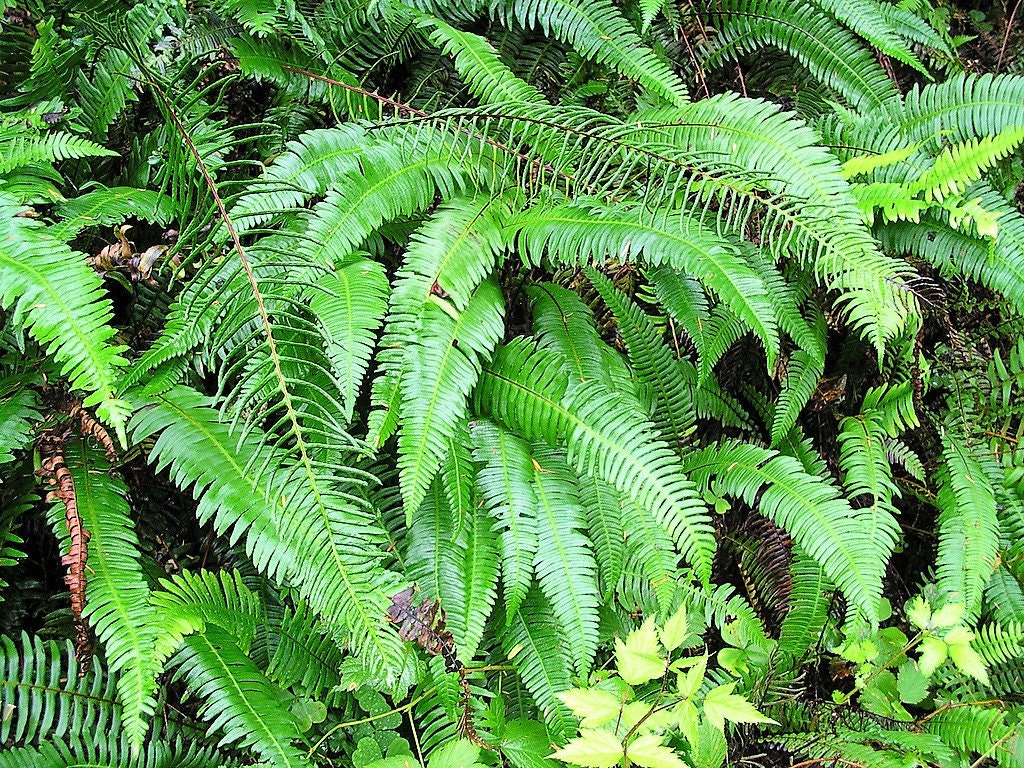 1500 Sword Fern (Polystichum Munitum Aspidium Solitarium) Seeds