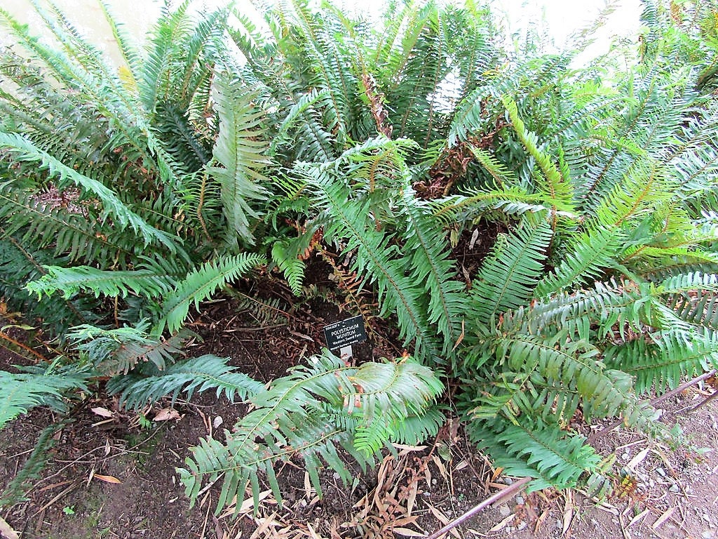 1500 Sword Fern (Polystichum Munitum Aspidium Solitarium) Seeds