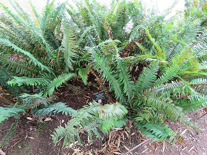 1500 Sword Fern (Polystichum Munitum Aspidium Solitarium) Seeds