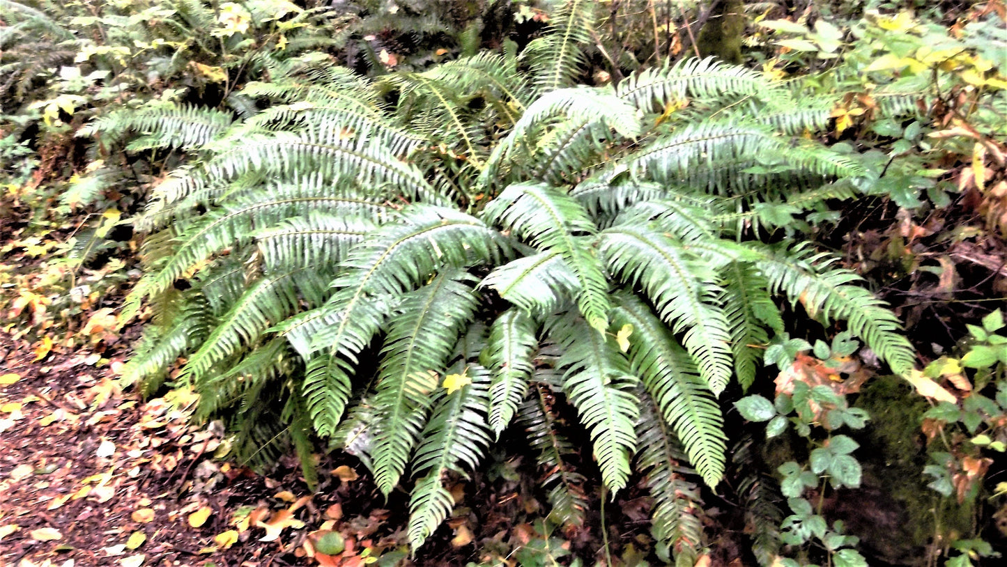 1500 Sword Fern (Polystichum Munitum Aspidium Solitarium) Seeds