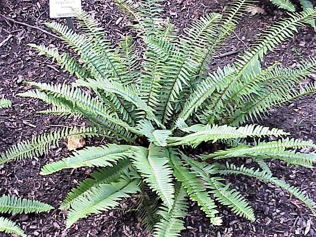 1500 Sword Fern (Polystichum Munitum Aspidium Solitarium) Seeds