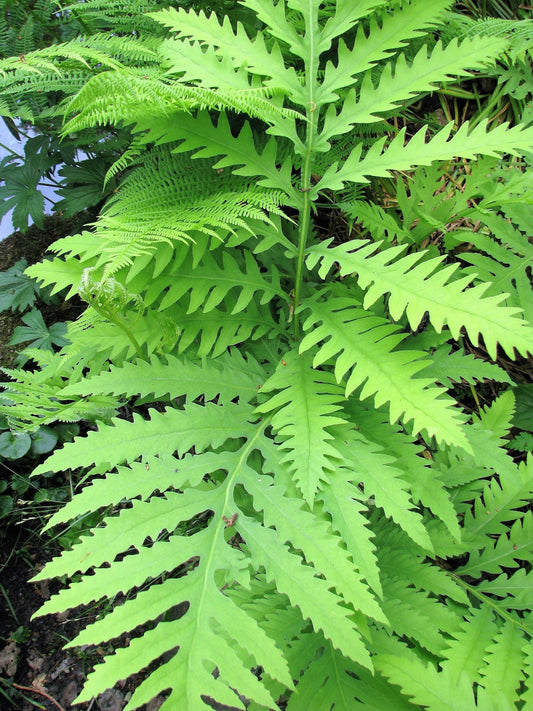 Sensitive Fern (Onoclea sensibilis) Spores – 1,000+ ct