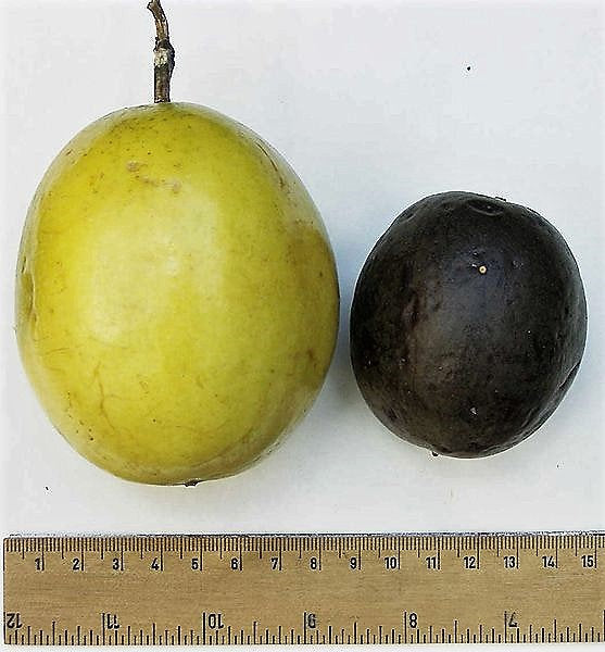 10 Yellow Passion Fruit  (Passiflora Edulis Flavicarpa) Seeds