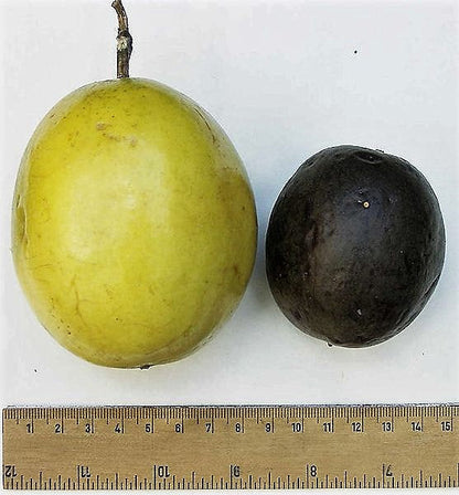 10 Yellow Passion Fruit  (Passiflora Edulis Flavicarpa) Seeds
