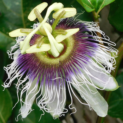 10 Yellow Passion Fruit  (Passiflora Edulis Flavicarpa) Seeds