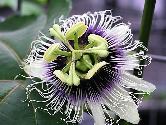 10 Yellow Passion Fruit  (Passiflora Edulis Flavicarpa) Seeds