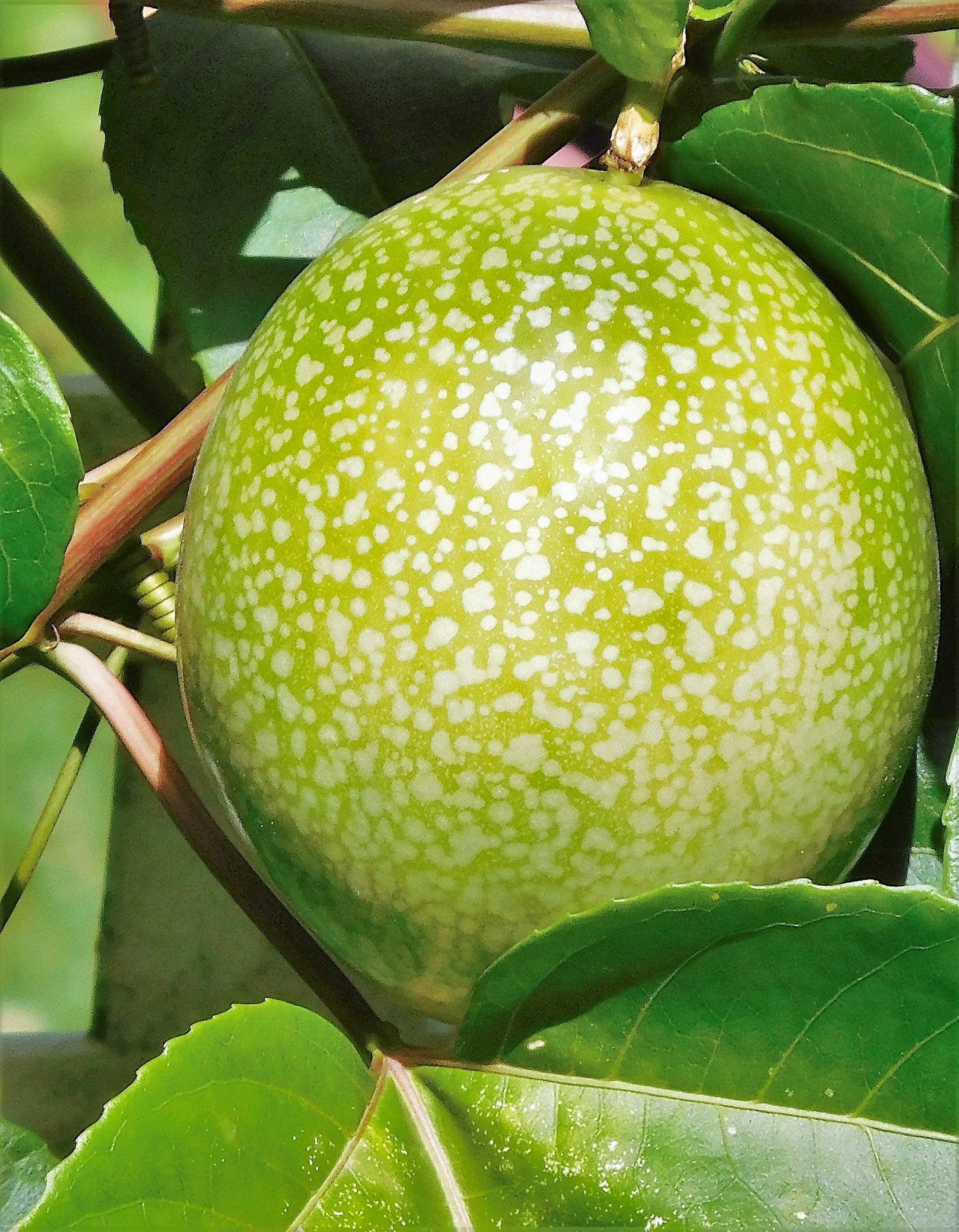 10 Yellow Passion Fruit  (Passiflora Edulis Flavicarpa) Seeds