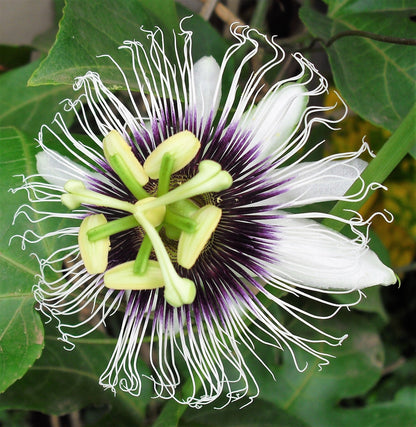 10 Yellow Passion Fruit  (Passiflora Edulis Flavicarpa) Seeds