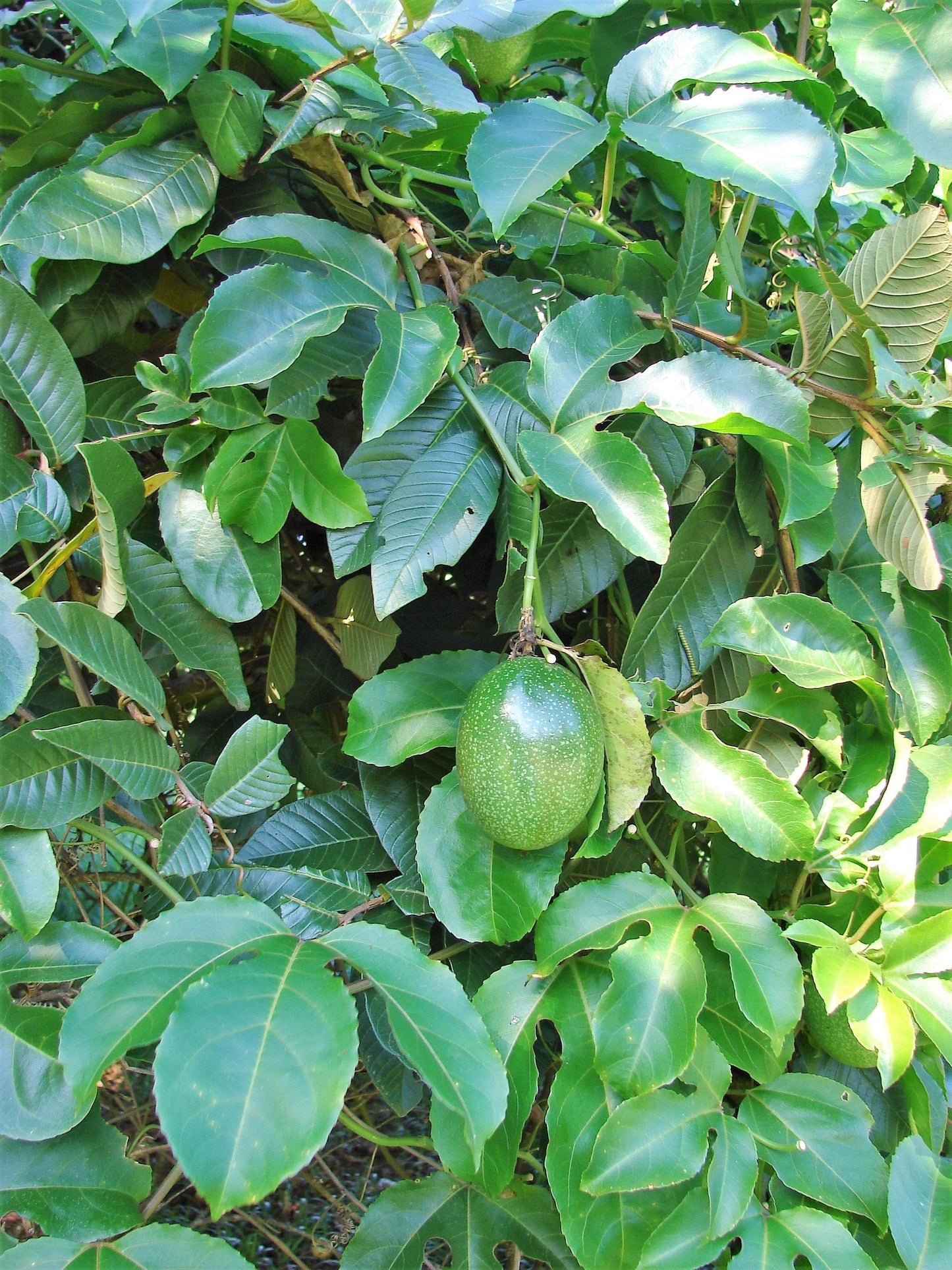 10 Yellow Passion Fruit  (Passiflora Edulis Flavicarpa) Seeds