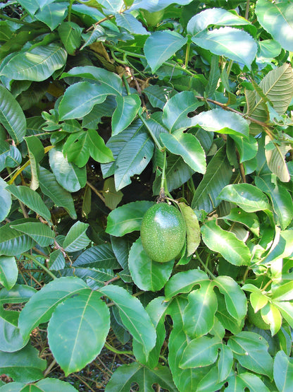 10 Yellow Passion Fruit  (Passiflora Edulis Flavicarpa) Seeds