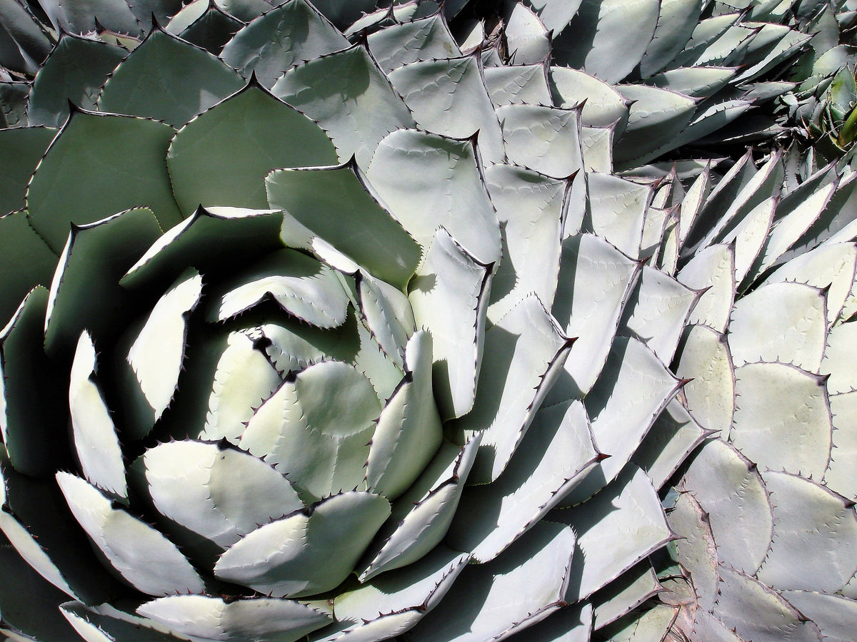 Artichoke Agave (Agave parryi var. huachucensis) Seeds – 5 ct