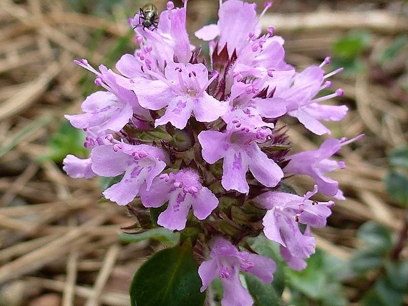 100 MOTHER OF THYME aka Lemon Broadleaved Large Thyme Thymus Pulegioides Herb Pink Flower Seeds