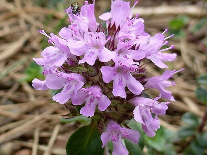 100 MOTHER OF THYME aka Lemon Broadleaved Large Thyme Thymus Pulegioides Herb Pink Flower Seeds