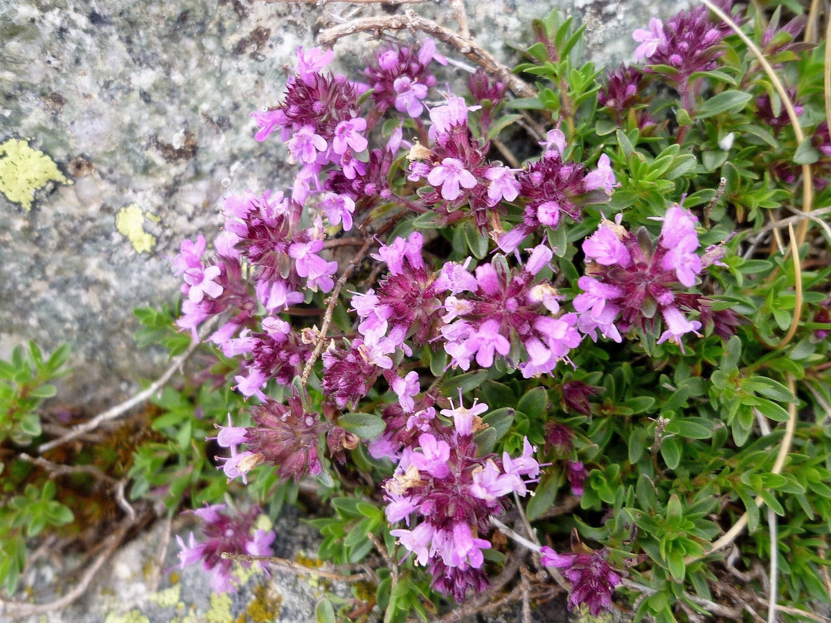 100 MOTHER OF THYME aka Lemon Broadleaved Large Thyme Thymus Pulegioides Herb Pink Flower Seeds